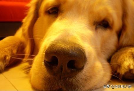 什么寵物容易養?什么寵物容易養活!