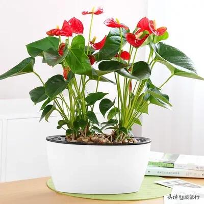 楼顶花园可以种植桂花吗,楼顶花园可以种植桂花吗视频