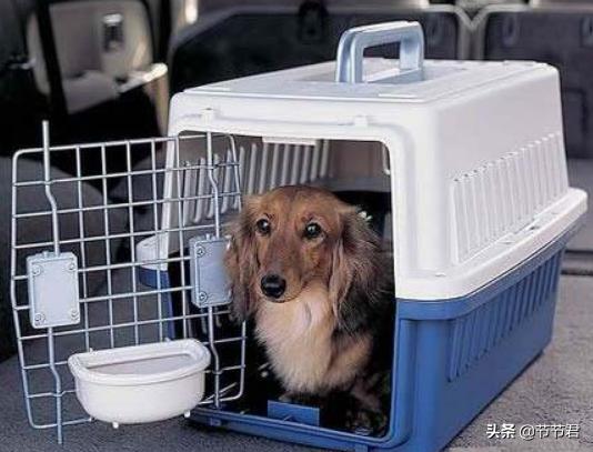 哪個物流可以托運寵物?哪個物流可以托運寵物狗!