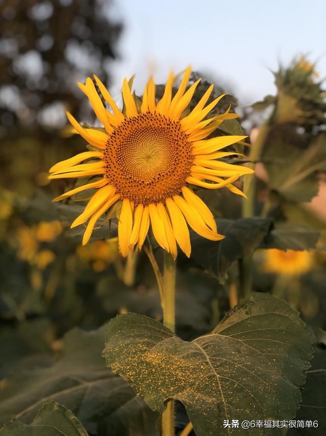 绿植养护招聘信息