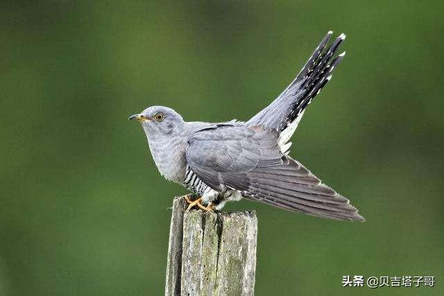 关于鸟的故事简短（关于鸟的故事简短50字）