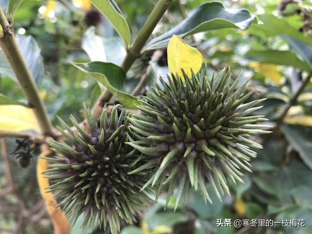 拍微距为什么用长焦？：长焦微距