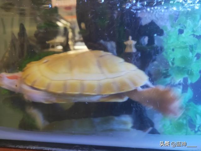 巴西龟适合一只单独养吗