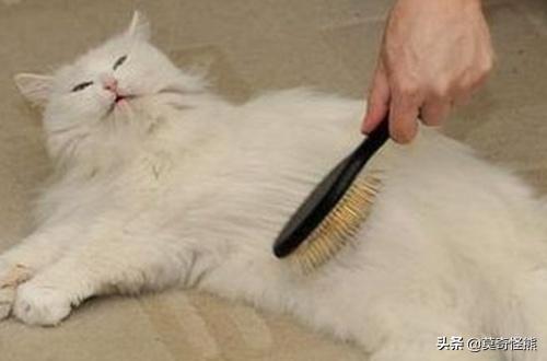猫怎么吐出毛球