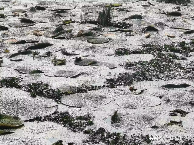 农业种植什么项目前景好挣钱多?农业种植什么项目前景好挣钱多的!