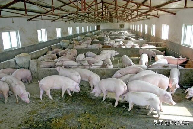 汕头德兴饲料-汕头德兴饲料厂地址