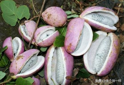 山东泰安肥城生猪价格-山东泰安肥城生猪价格今日猪价