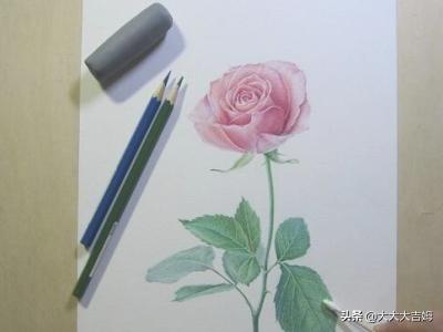 素描花卉画法? 素描花卉画法教案!