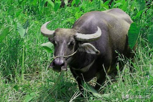 塞翁失马说明了一个什么道理