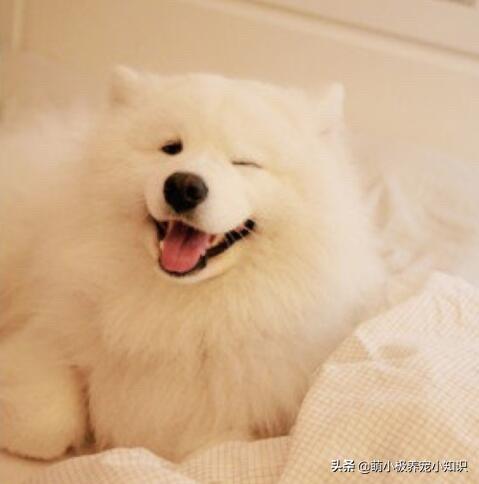 2个月的萨摩太瘦了，怎么办,第1张