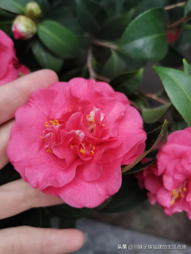 福建茶花公司怎么样