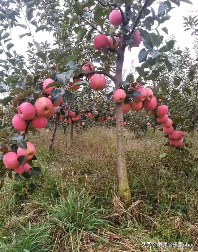 果园生草有哪些注意事项,果园生草有哪些注意事项和禁忌