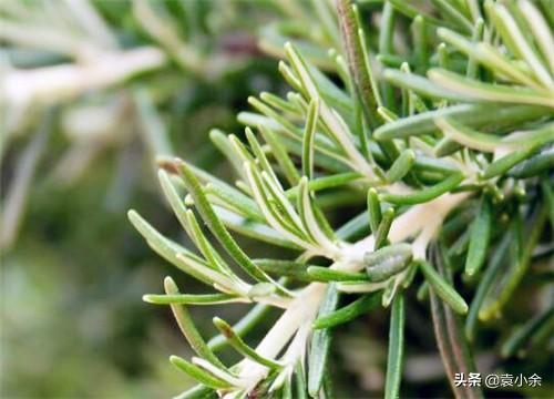 河南产迷迭香怎么样