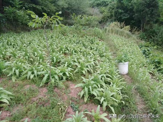 哪些花卉喜欢阴凉?哪些花卉喜欢阴凉处!