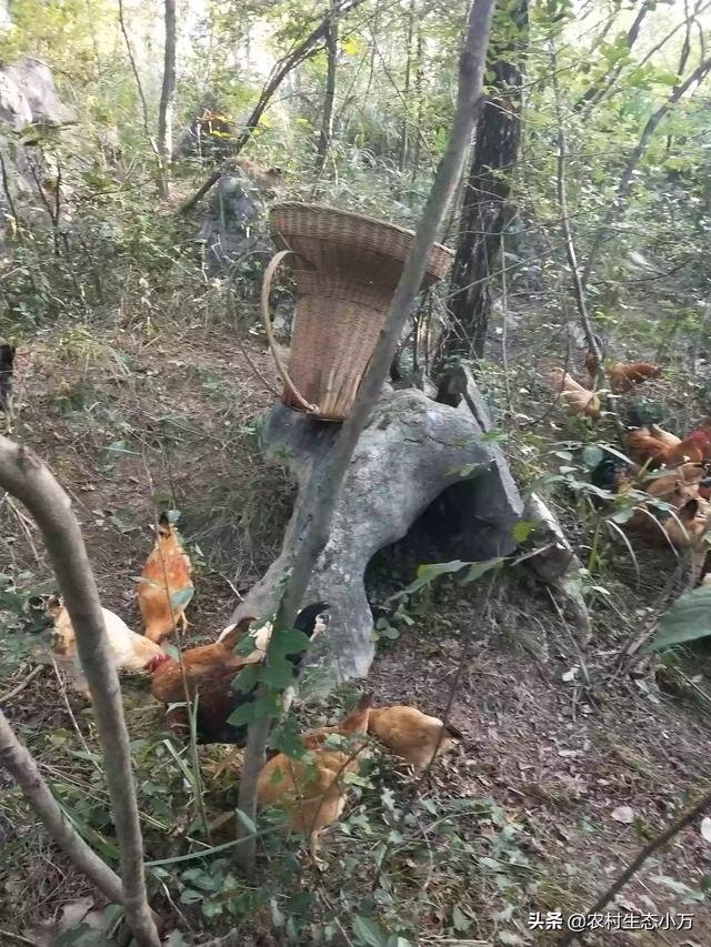 果园如何挖地种植的草坪,果园如何挖地种植的草坪图片