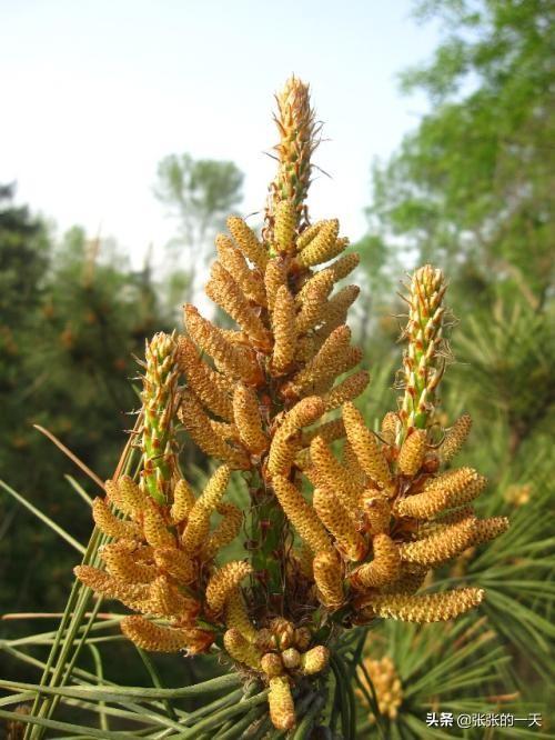 贵州平菇种植技术 贵州平菇种植技术与管理