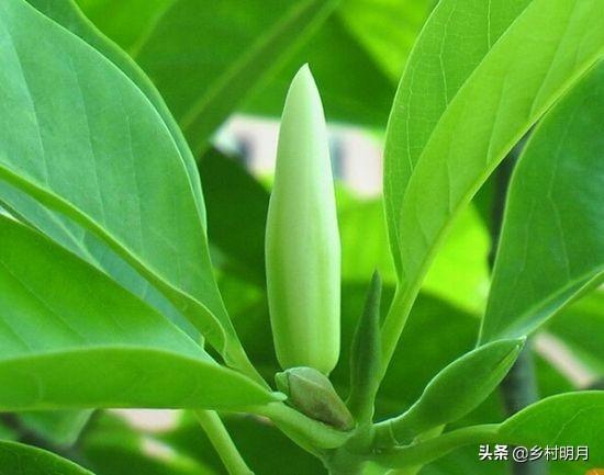 鲜花对于生活的意义（鲜花对人们的生活方式有什么影响）