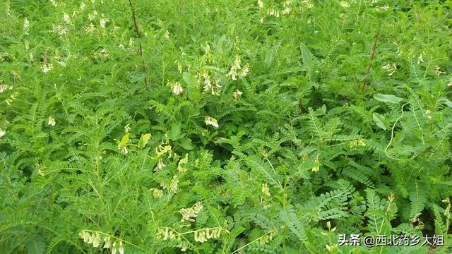 适合种植的中药材?山东适合种植的中药材!