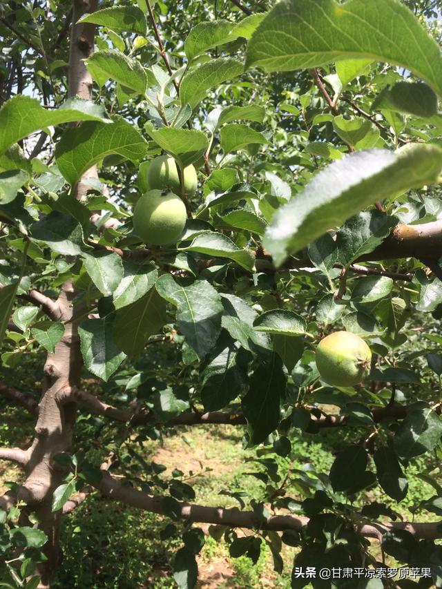 苗木种植土球直径怎么计算 施肥量