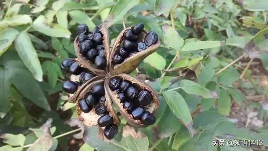 果园种植什么赚钱多些,果园种植什么赚钱多些呢