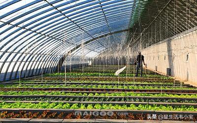 搭建养殖大棚有补贴吗多少钱 想在家搞大棚菜种植，建棚国家有补贴吗？