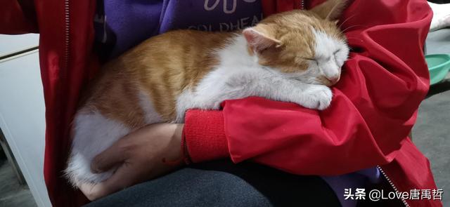 如果不喂猫粮，可以给猫猫做点什么吃