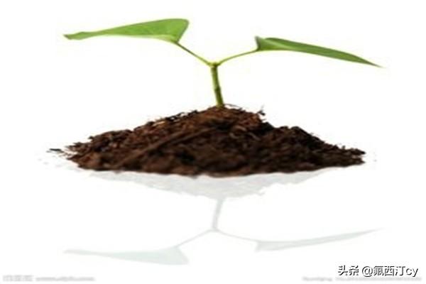橘子怎么种植方法(图3)
