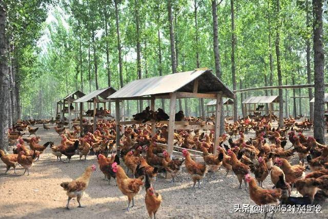 牧场图片牧场图片高清