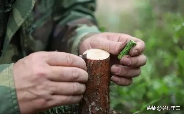 果园能种植金弹子吗,果园能种植金弹子吗视频