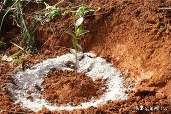 橘子怎么种植方法(图2)