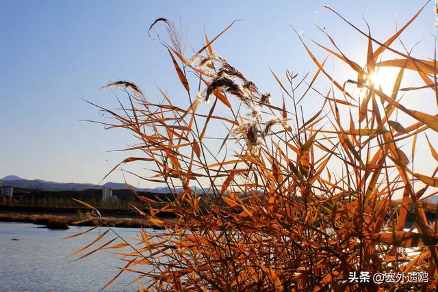 剪影效果剪影效果的照片怎么拍