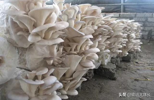 重庆钢管大棚哪个品牌好