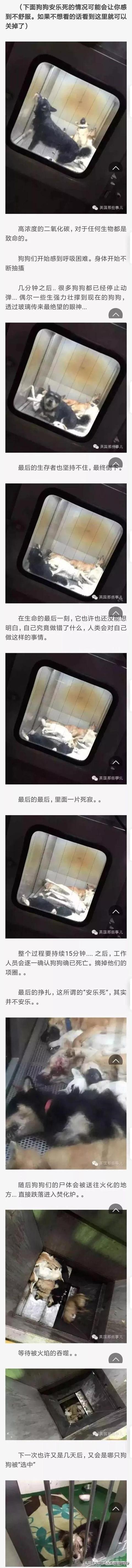 寵物焚化?寵物焚化爐!