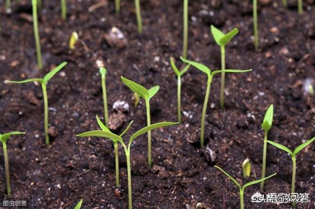 蔬菜种植土壤改良，蔬菜种植土壤改良方法