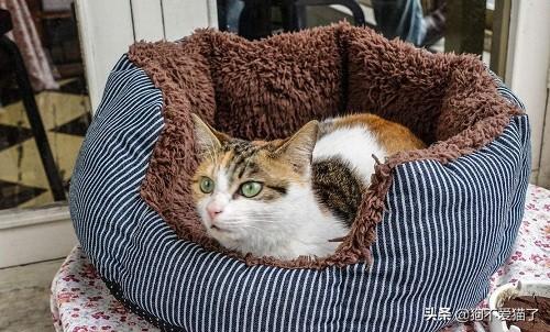 2个月小猫得猫藓怎么办，两个月大的猫咪有猫癣,第2张