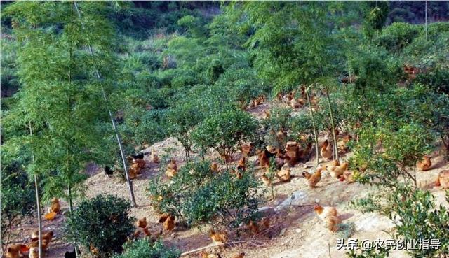 农业种植什么项目前景好些 树荫下适合种植什么？有经济效益的，或者适合养殖什么？