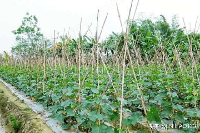 立体蔬菜种植架，立体蔬菜种植架怎么做