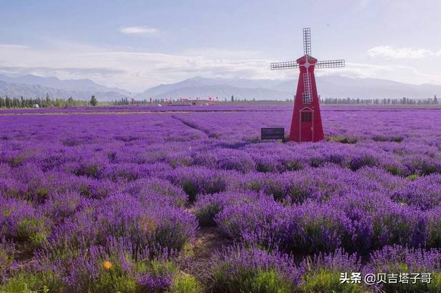 中国盛产薰衣草的地方在哪儿？伊犁河的薰衣草生长条件？