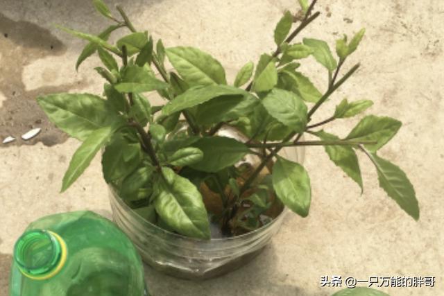 无土栽培种植技术 无土栽培种植技术实验报告