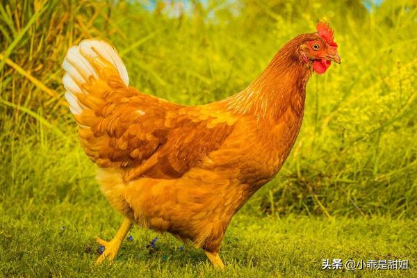 夏天饲料水分对肉鸡料的影响-夏天饲料水分对肉鸡料的影响有哪些