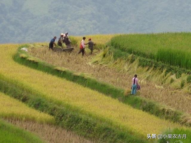 种水稻能赚钱吗？赢在思维929游戏