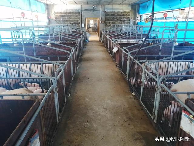 目前饲料无抗发展方向-无抗时代,饲料行业如何应对?