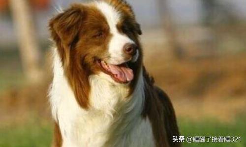 邊境牧羊犬價格?邊境牧羊犬價格多少錢一只!