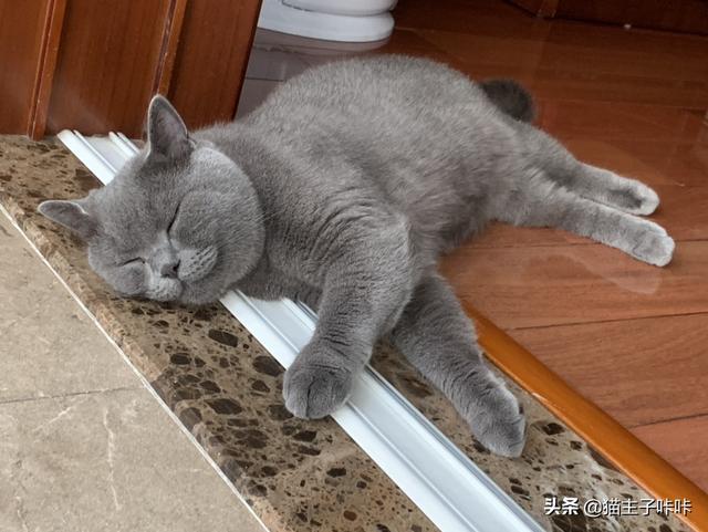 猫猫喜欢爬上床来睡觉，有什么办法阻止,第6张