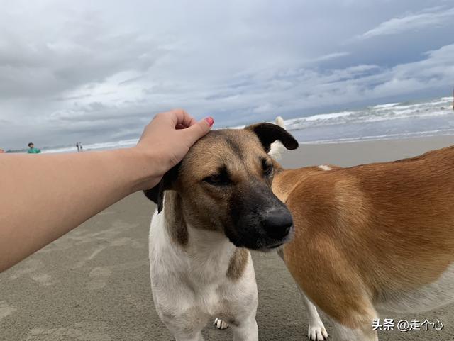 沙巴，这三个岛－环滩岛、蓝环岛、迪加岛，选择一日游哪个岛更好玩？：亚庇旅游攻略