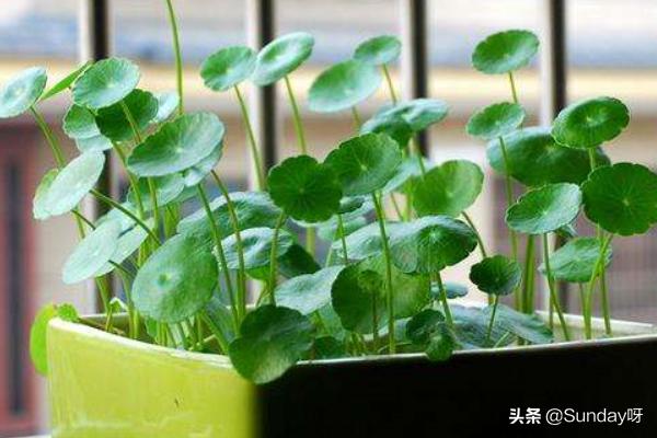 铜钱草花园种植方法图解,铜钱草花园种植方法图解大全