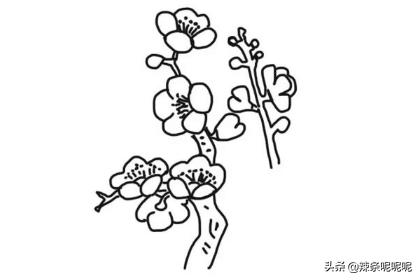 花朵简笔画教程,花朵简笔画教程视频