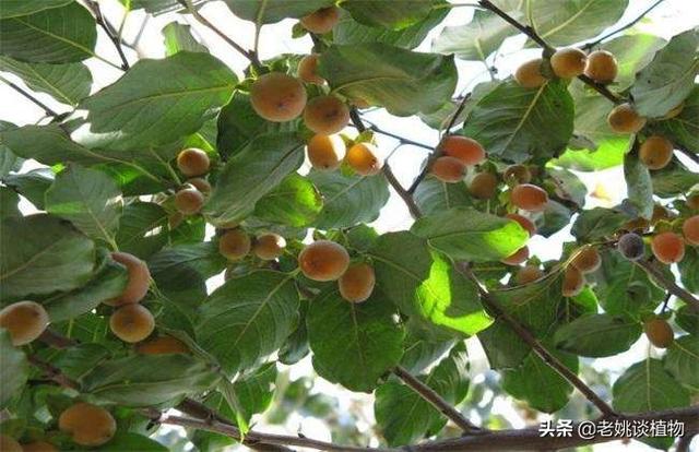 女人吃红枣还是黑枣好(图1)