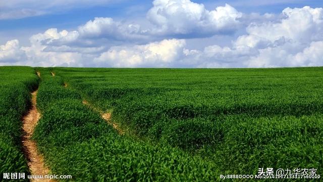 农业养殖和种植相结合论文，农业养殖和种植相结合论文怎么写