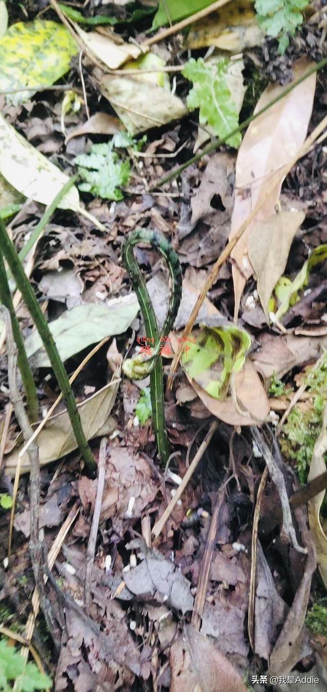 芒市坚果种植信息，芒市坚果种植信息查询